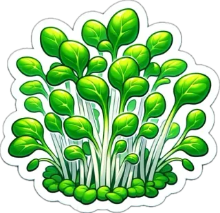 🌱 223fbabc microgreens, germogli, piante, cibo, salutare, verde, biologico, fresco, verdure telegram sticker