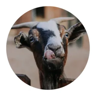 Funny Goat(@alp_stickers) telegram stickers