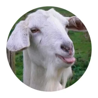 😛 83a4cea7 염소, 동물, 농장, 웃긴, 혀 telegram sticker