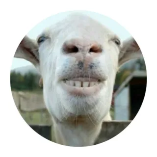 😁 871f7e2d 염소, 동물, 농장, 웃는, 웃긴 telegram sticker