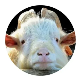 Funny Goat(@alp_stickers) telegram stickers