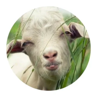 😑 ad16d7d7 염소, 동물, 웃긴, 귀여운, 잔디, 혀 telegram sticker