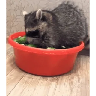 🥒 098fb6d0 raccoon, animal, cucumber, eating, cute, bowl telegram sticker