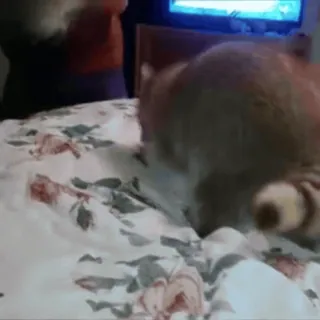 🦝 11324ce4 telegram sticker