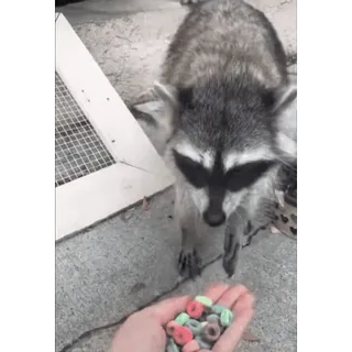 🍬 2f4b49e1 raccoon, animal, hand, cereal, food telegram sticker