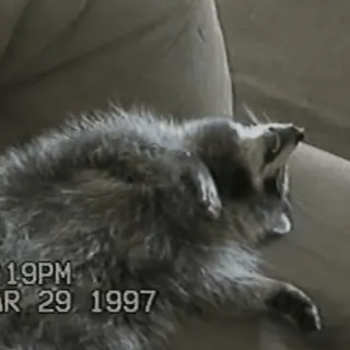 😪 4ae45701 raccoon, animal, sleeping, lazy, pet telegram sticker