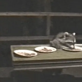 🍽 57613a53 raccoon, food, plates, cute, animal, dinner telegram sticker