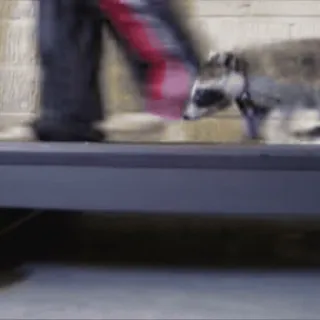 Не котики, а енотики! by @losk_stickers whatsapp stickers