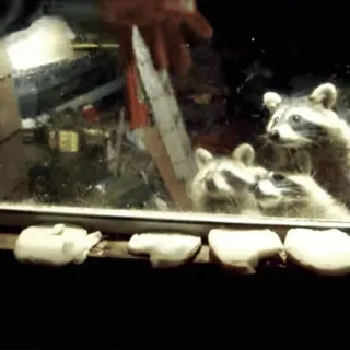 🦝 5dfbc11d raccoon, animals, wildlife, food telegram sticker