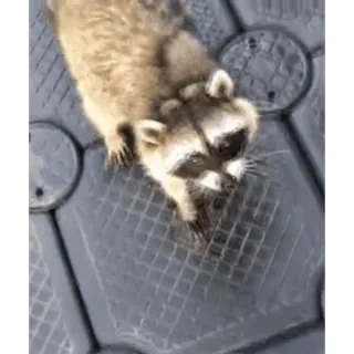 🙌 67a6c404 raccoon, animal, wildlife, mammal, cute, nature telegram sticker