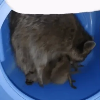 🤰 6bb7cd35 raccoon, cute, animal, trash panda, wildlife telegram sticker