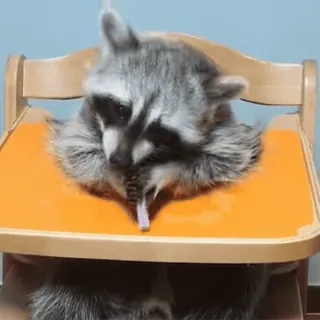 🚬 6ed164e9 raccoon, animal, cute, chair, eating telegram sticker