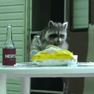 Не котики, а енотики! by @losk_stickers telegram stickers