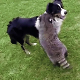 🤼‍♂️ 94173f3f dog, raccoon, animals, friends, nature, outdoors, playful telegram sticker