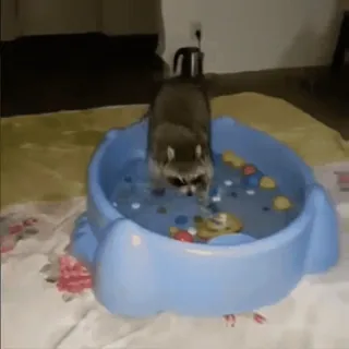 🪣 a224b558 raccoon, swimming, animal, pool, cute, playful telegram sticker