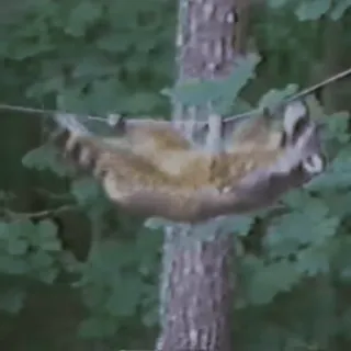 🦝 a30e6056 telegram sticker