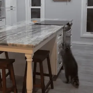 🦝 edb98b39 raccoon, kitchen, animal, curious telegram sticker