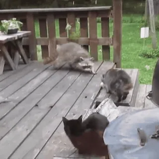 ⚾️ f43caa73 raccoons, cats, animals, deck, outdoors telegram sticker