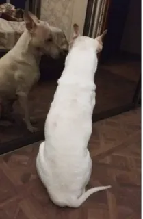 Funny Steve telegram stickers