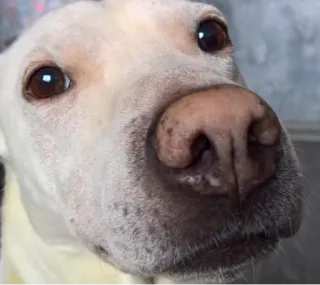 🤗 a9465b1c 狗, 动物, 宠物, 白狗, 特写, 狗脸 telegram sticker