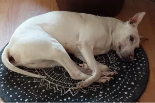 😭 c32017dc 狗, 动物, 宠物, 白狗, 家畜, 蜷缩, 躺着 telegram sticker