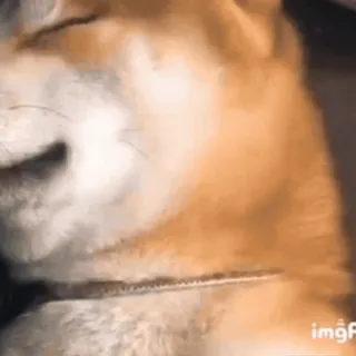 😉 0a685ee7 狗, 睡觉, 动物, 宠物, 家畜, 可爱 whatsapp sticker