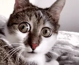 😳 0f023e66 猫, 动物, 宠物, 大眼睛, 震惊, 惊讶, 可爱 whatsapp sticker