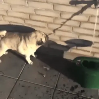 😁 2de9ec29 狗, 巴哥犬, 动物, 洒水壶, 宠物 whatsapp sticker