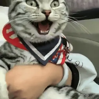 😂 37c19bd9 猫, 搞笑, 快乐, 可爱, 动物 whatsapp sticker