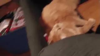 😁 4acc28a9 猫, 橘色虎斑猫, 宠物, 动物 whatsapp sticker