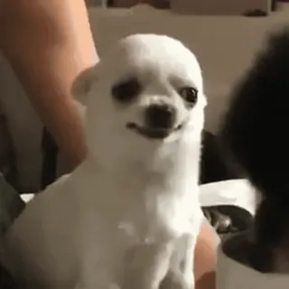 😁 70a48af0 狗, 吉娃娃, 动物, 宠物, 白狗, 小狗 whatsapp sticker