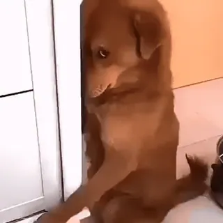 😁 7c9de739 狗, 宠物, 动物, 可爱, 小狗 whatsapp sticker