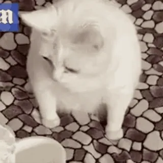 🤮 7eb6b99c 猫, 宠物, 动物, 白猫, 猫科动物 whatsapp sticker