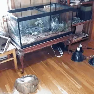 FunnyAnimal whatsapp stickers