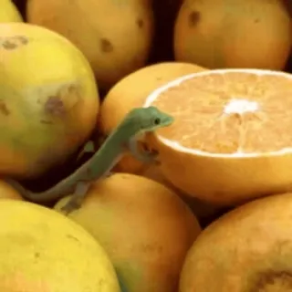 FunnyAnimal telegram stickers