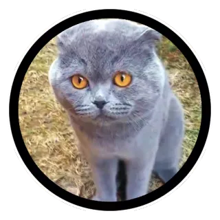 🙁 0e43ab09 gatto, animale, animale domestico, gatto domestico, scottish fold, gatto grigio telegram sticker