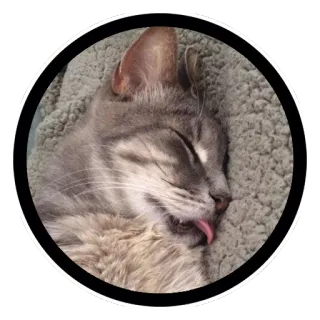 💤 3d540df2 gatto, dormire, animale, animale domestico, gatto grigio, gatto di casa telegram sticker