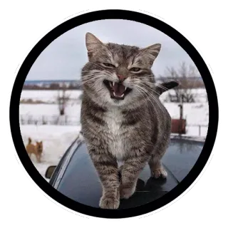 😎 3fb14a55 gatto, animale, felino, animale domestico, arrabbiato, smorfia telegram sticker