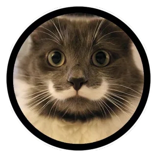 😳 64c147a0 gatto, animale, animale domestico, carino, divertente, baffi, baffi telegram sticker