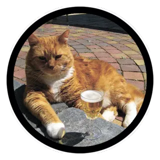 🥂 8695281a gatto, birra, animale, bevanda, animale domestico, animale domestico, gatto rosso telegram sticker