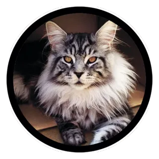 👑 ee0be413 gatto, animale, animale domestico, mammifero, animale domestico, gatto grigio telegram sticker