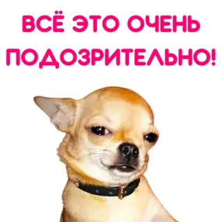 🤔 181182a0 ВСЁ ЭТО ОЧЕНЬ ПОДОЗРИТЕЛЬНО! chien, chihuahua, suspicieux, mème, drôle whatsapp sticker