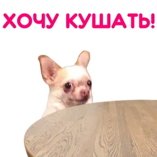 🍴 6af73282 ХОЧУ КУШАТЬ! chien, chihuahua, nourriture, faim, mignon, table whatsapp sticker
