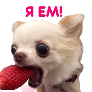 🍽 9e5a6321 Я ЕМ! chien, chihuahua, fraise, nourriture, mignon, animal whatsapp sticker