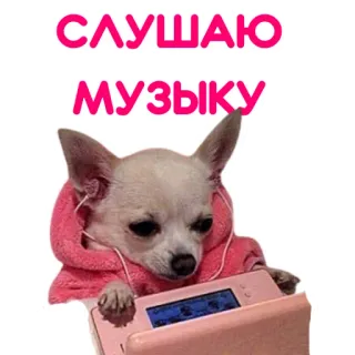 🎧 b4f227bb СЛУШАЮ
МУЗЫКУ chien, musique, écouteurs, mignon, chihuahua, écoute whatsapp sticker