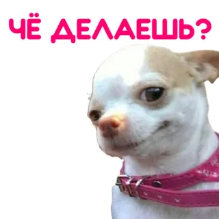 🧐 d5f53771 ЧЁ ДЕЛАЕШЬ? chien, chihuahua, question, russe, drôle, mignon whatsapp sticker