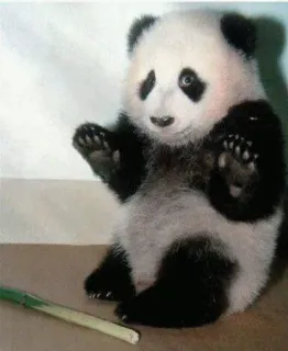 👐 16ee9345 panda, dier, schattig, baby, beer, wildlife telegram sticker