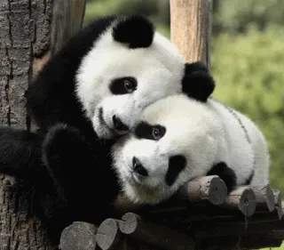 ❤ 2cd498b6 panda's, dieren, schattig, beren, wilde dieren telegram sticker