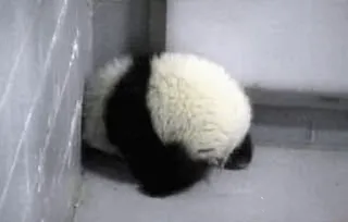 😔 38cbb71b panda, dier, schattig, fluffy, beer telegram sticker