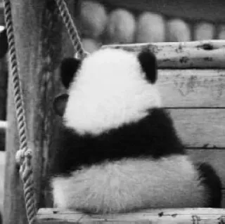 😔 3ec21bc6 Panda, Dier, Beer, Leuk, Zwart wit, Schommel telegram sticker